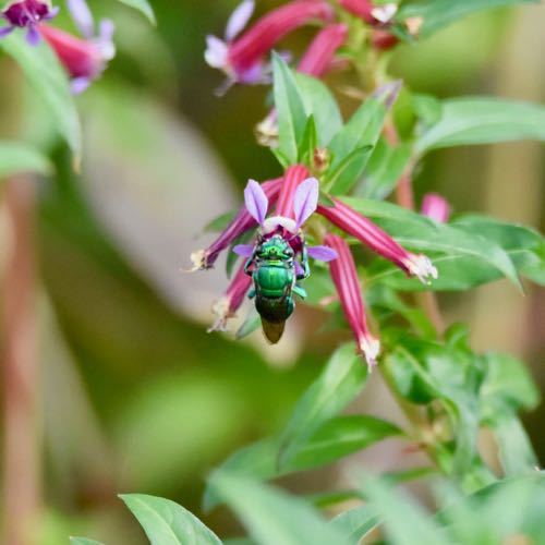 Green Orchid Bee